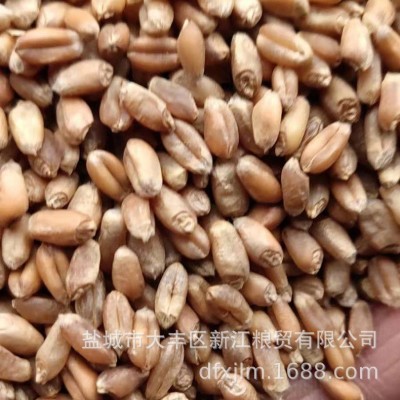 农家自产小麦带皮小麦粒 饲料用小麦五谷杂粮磨面粉酿酒 5吨图3