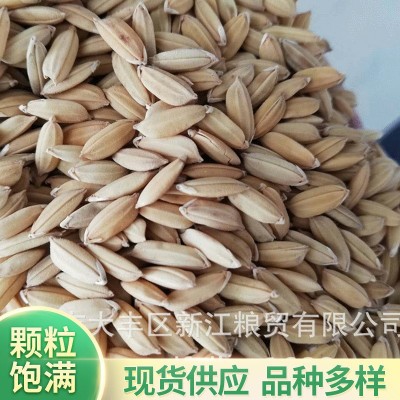 盐城大丰稻谷稻花香 水稻吹风过筛过比重，净粮标包 2吨