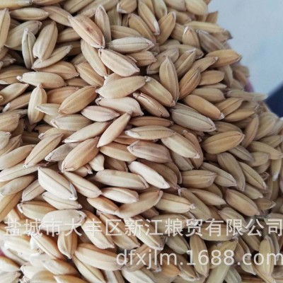 盐城大丰稻谷稻花香 水稻吹风过筛过比重，净粮标包 2吨图4