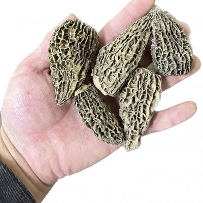 云南羊肚菌 柄羊肚菌干货 干羊肚菌 产地直供 250g/袋有机 2袋图5