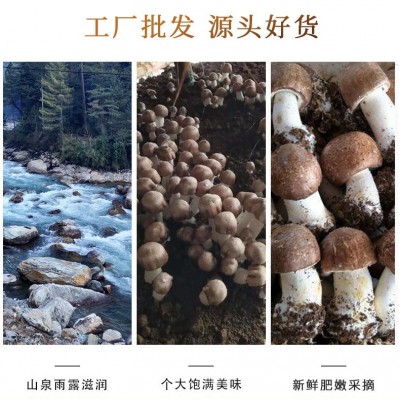 巴西菇干货500g姬松茸 姬松茸剪脚菌汤包炖汤原料松茸菌厂家批发 1件图5