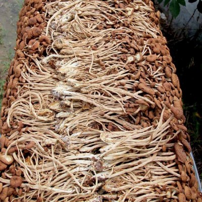 福建古田茶树干货散装批发农产品不开伞茶树菇 厂家产地直发 1件图2