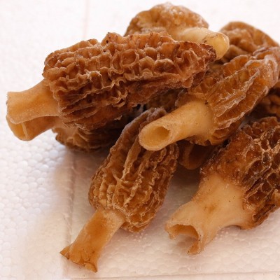 2025年云南速冻羊肚菌特产食用菌新鲜菇滋补鲜冻营养 5KG