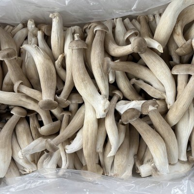 鹿茸菇鹿茸菌食用菌蘑菇饭店酒店食材农产品特产云南产一级优质 2千克图4