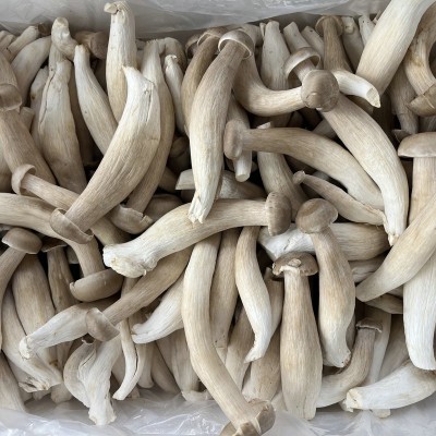 鹿茸菇鹿茸菌食用菌蘑菇饭店酒店食材农产品特产云南产一级优质 2千克图3