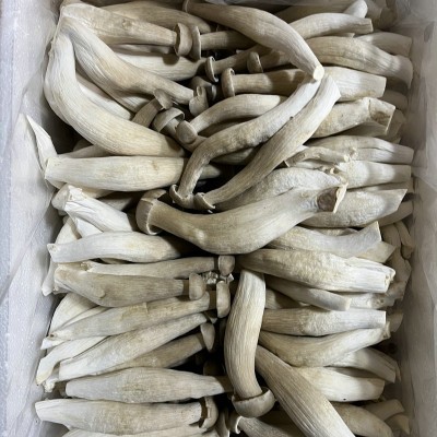 鹿茸菇鹿茸菌食用菌蘑菇饭店酒店食材农产品特产云南产一级优质 2千克图2