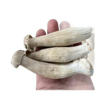 鹿茸菇鹿茸菌食用菌蘑菇饭店酒店食材农产品特产云南产一级优质 2千克图5