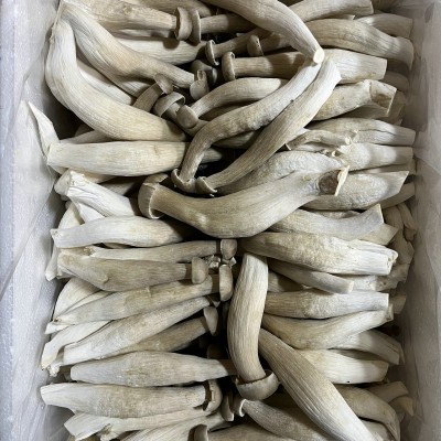 鹿茸菇鹿茸菌食用菌蘑菇饭店酒店食材农产品特产云南产一级优质 2千克