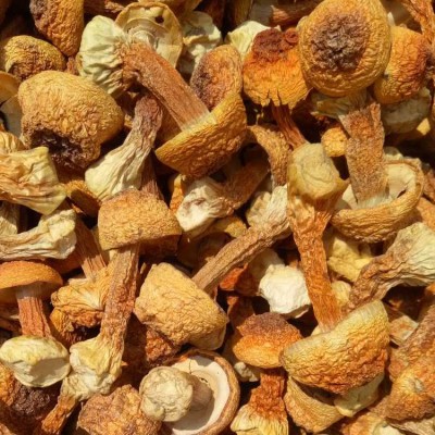 福建古田松茸干 姬松茸散装干货500g 食用菌菇厂家批发 2件图2