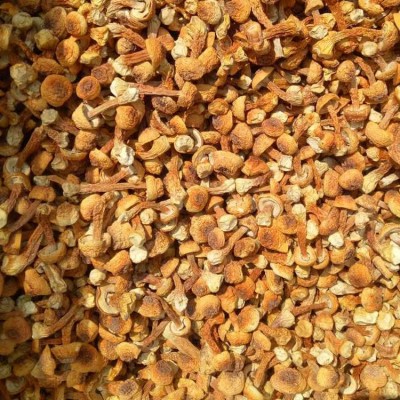 福建古田松茸干 姬松茸散装干货500g 食用菌菇厂家批发 2件