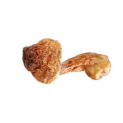 福建古田松茸干 姬松茸散装干货500g 食用菌菇厂家批发 2件图5