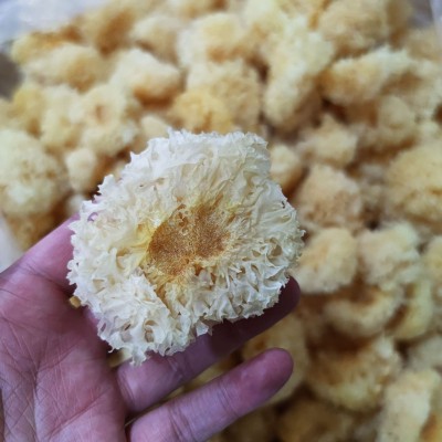 仿椴木小银耳干货秋沐新货糯耳羹出胶雪耳古田干货白木耳银耳批发 1斤图2