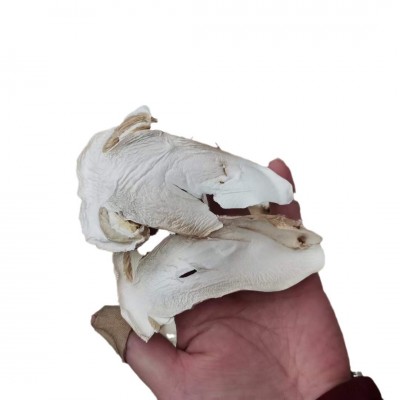 云南姬松茸干片批发球盖菇干货煲汤食用菌人工挑选好品质量大价优 1千克图5