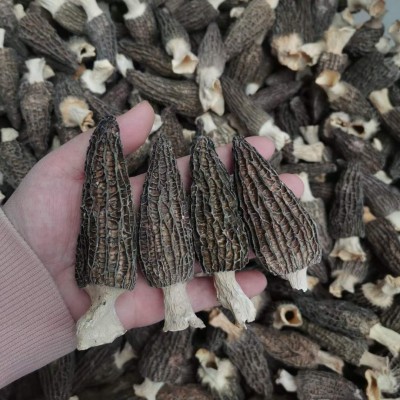 云南羊肚菌干货批发菌菇干货煲汤好品质伴手礼肉厚嫩朵量大价优 1件图2