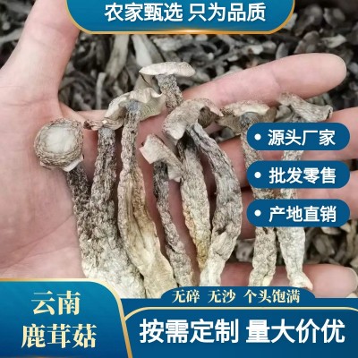 云南鹿茸菇干货批发包邮云南特产脆脆菇煲汤食用菌一手货源 1千克