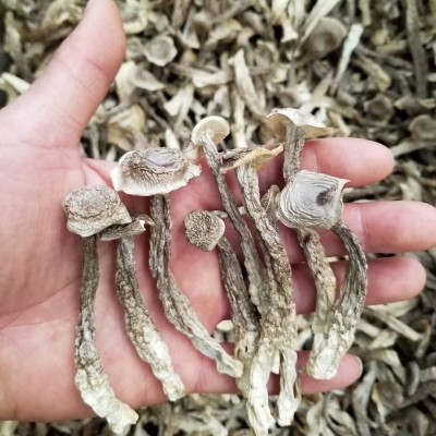 云南鹿茸菇干货批发包邮云南特产脆脆菇煲汤食用菌一手货源 1千克图4