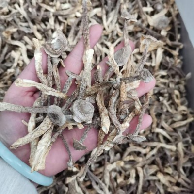 云南鹿茸菇干货批发包邮云南特产脆脆菇煲汤食用菌一手货源 1千克图2