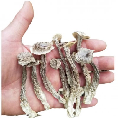 云南鹿茸菇干货批发包邮云南特产脆脆菇煲汤食用菌一手货源 1千克图5