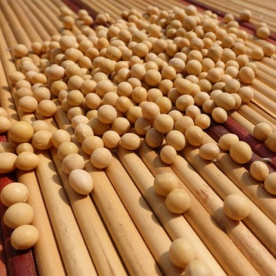 现货批发黄豆东北黄豆50斤大颗粒80斤普通通货磨豆浆豆高蛋白新豆 1件图3