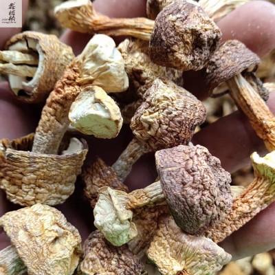 鑫榕钰古田姬松茸干货松茸蘑菇菌菇汤料500g厂家批发量大从优 1件图4