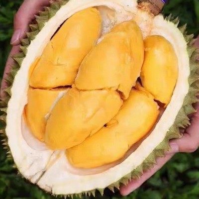 热带新鲜水果金枕头榴莲猫山王甲仑巴掌金枕高糖度开果