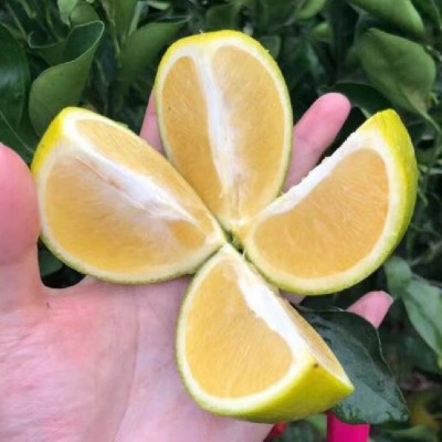 云之萌萌果云南哀牢山水果青橙冰糖橙8斤大果薄皮橙甜橙橙子果冻图3