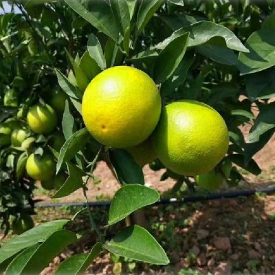 云之萌萌果云南哀牢山水果青橙冰糖橙8斤大果薄皮橙甜橙橙子果冻图2