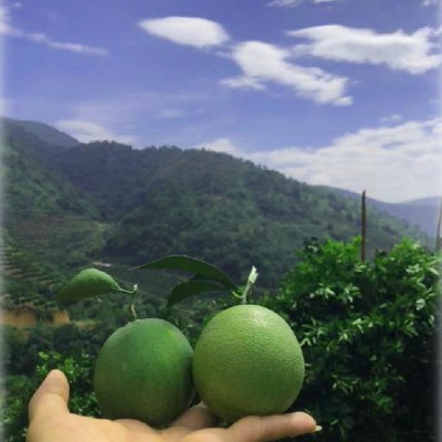 云之萌萌果云南哀牢山水果青橙冰糖橙8斤大果薄皮橙甜橙橙子果冻图4