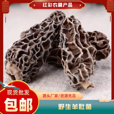 云南野生羊肚菌干货头茬煲汤食材小个头产地批发高原珍品