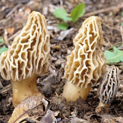 云南野生羊肚菌干货头茬煲汤食材小个头产地批发高原珍品图4