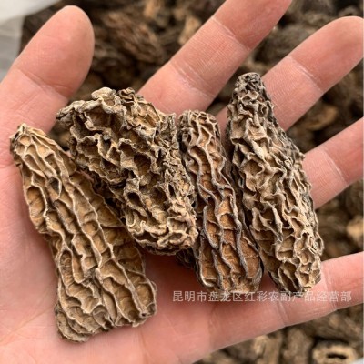 云南野生羊肚菌干货批发 食用菌头茬剪柄干羊肚菌产地直发高原图2