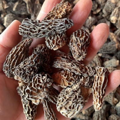 云南野生羊肚菌干货批发 食用菌头茬剪柄干羊肚菌产地直发高原图3