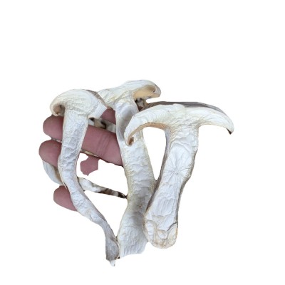 云南特产白松茸干货 食用雪山松茸高山松茸干片 煲汤食材松茸批发图5