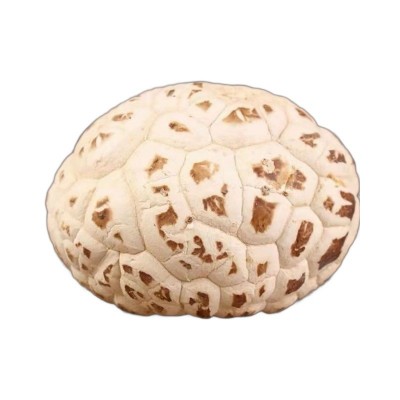 出口天白花菇干货高品质大花菇剪脚冬菇量大从优肉厚蘑菇厂家直销图5