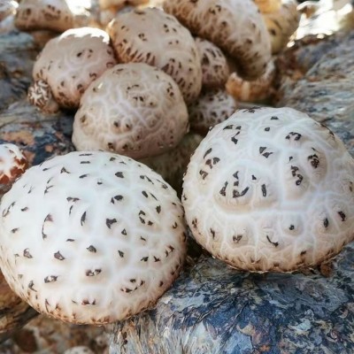 出口天白花菇干货高品质大花菇剪脚冬菇量大从优肉厚蘑菇厂家直销图4