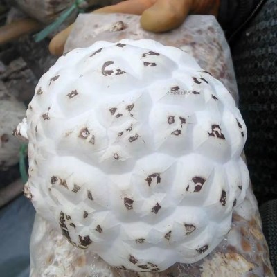 出口天白花菇干货高品质大花菇剪脚冬菇量大从优肉厚蘑菇厂家直销图3