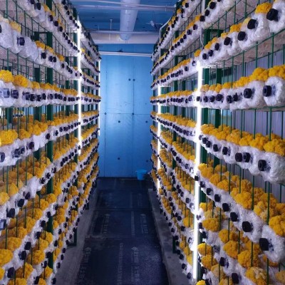 新鲜东北黄金耳长白山雪水灌溉鲜嫩金黄银耳软糯鲜甜餐饮食材金耳图2