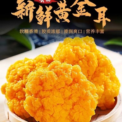 新鲜东北黄金耳长白山雪水灌溉鲜嫩金黄银耳软糯鲜甜餐饮食材金耳