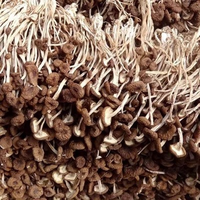 农家自种特产茶树菇干货不开伞菌菇厂家直销 量大批发 煲汤佳食材图3