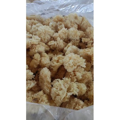 古田的椴木小银耳批发胶多易糯小银耳花口感脆嫩餐饮食材厂家直销图5