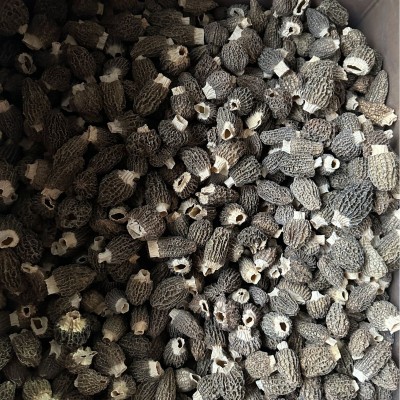 新货干羊肚菌4-6 肉厚带脚云南特产干货 大量批发500g各规格齐全图5