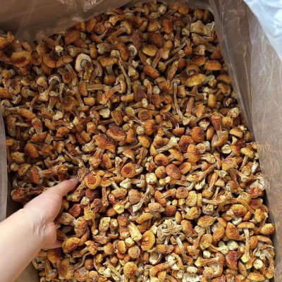 新货姬松茸 大量批发 巴西菇云南姬松茸品种规格齐全直销 包邮图2