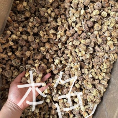 新货姬松茸 大量批发 巴西菇云南姬松茸品种规格齐全直销 包邮图5