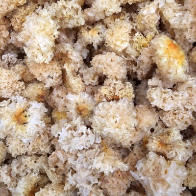 椴木银耳 雪耳白木耳 云南产地直销图4