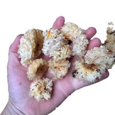 椴木银耳 雪耳白木耳 云南产地直销图5