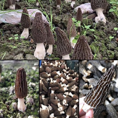 250g头茬新货云南特产羊肚菌干货非野生菌菇礼品盒装菌汤煲汤料图4