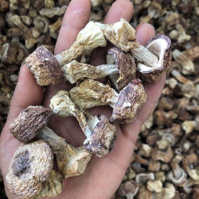 姬松茸 松茸菌 巴西菇 巴西蘑菇 本色姬松茸 自然纯色 产地直销