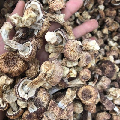 姬松茸 松茸菌 巴西菇 巴西蘑菇 本色姬松茸 自然纯色 产地直销图3