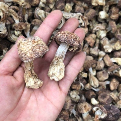 姬松茸 松茸菌 巴西菇 巴西蘑菇 本色姬松茸 自然纯色 产地直销图4