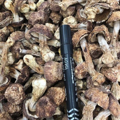 姬松茸 松茸菌 巴西菇 巴西蘑菇 本色姬松茸 自然纯色 产地直销图5